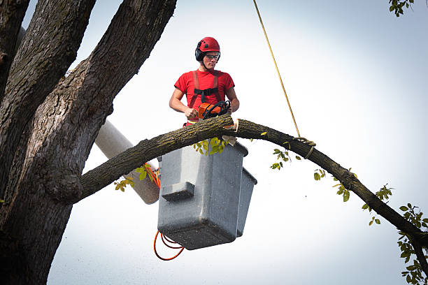 Best Hazardous Tree Removal  in Dawson Springs, KY